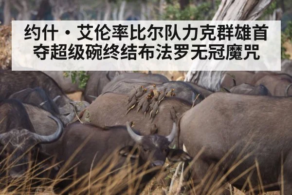 约什·艾伦率比尔队力克群雄首夺超级碗终结布法罗无冠魔咒